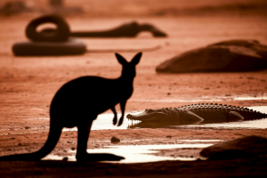 Australie Animaux Dangereux : Les 10 Plus Redoutables